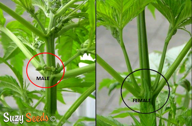 Male or Female Cannabis Plant ?