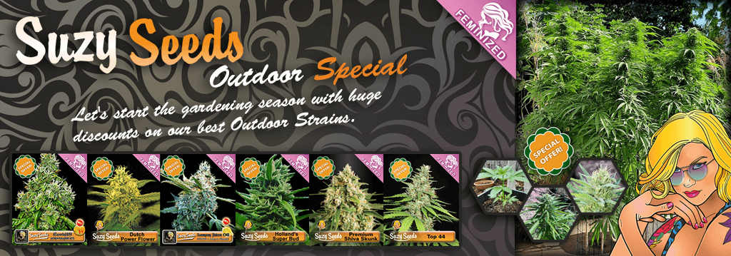 Suzy Seeds Special Offers banner