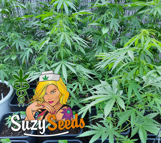 Medical Cannabis Home grown