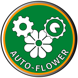 Autoflowering Cannabis Seeds icon