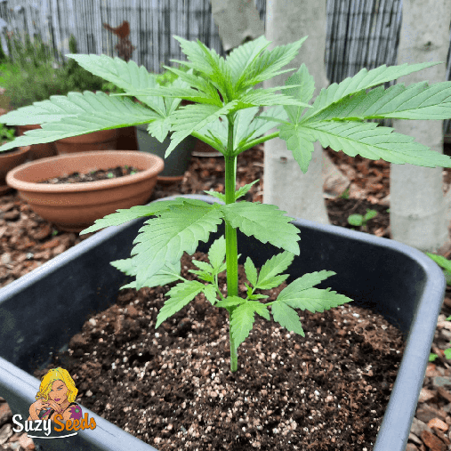 Culture de Cannabis Exterieur