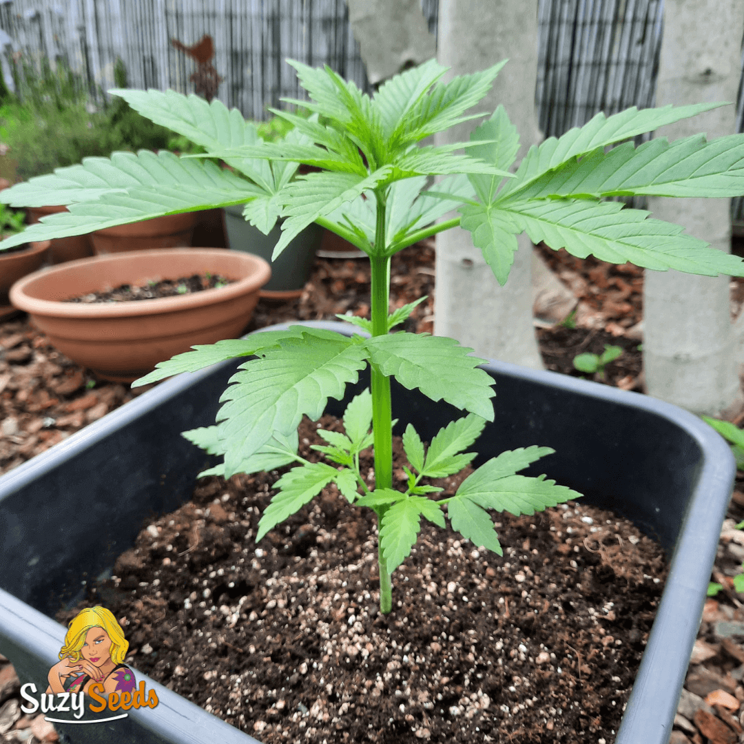 Autoflower Outdoor grow Northern Lights Auto 