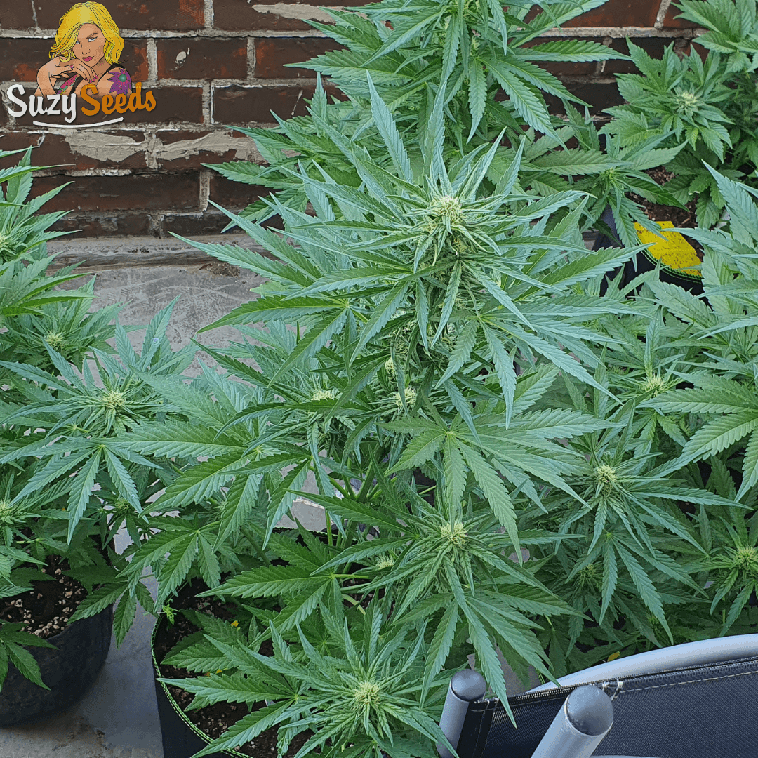 Bubble Gum Auto Cannabis Seeds