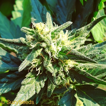 Autoflowering & Feminized Cannabis Seeds 