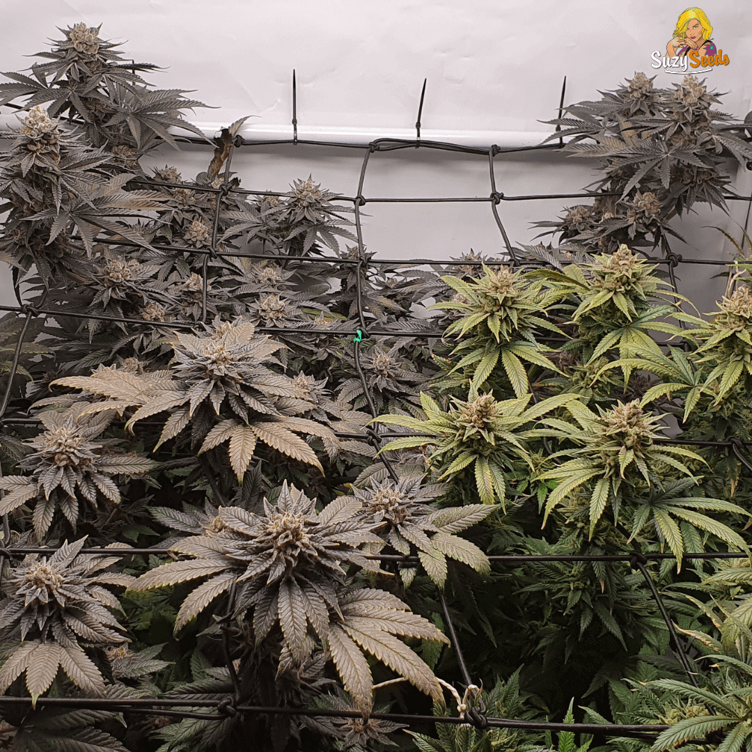 Indoor Grow 