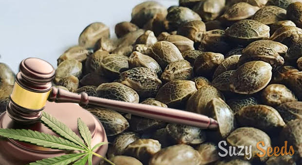 Feminized & Autoflowering Cannabis Seeds 