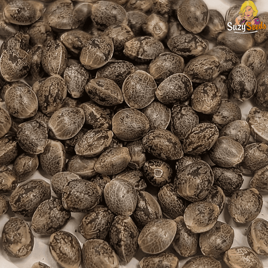 Cannabis Seeds 