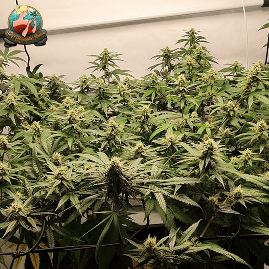 Cannabis Growing Techniques