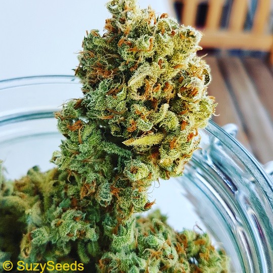Cannabis Pflanze Fermentieren