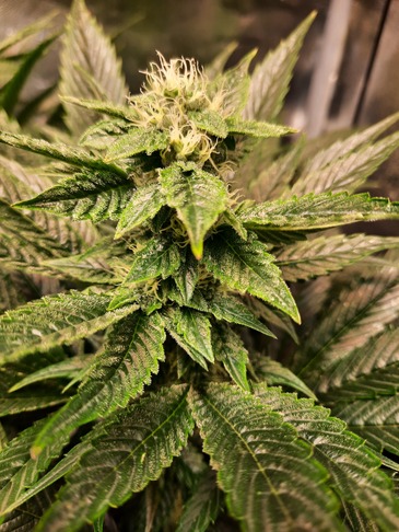 Covid-18 Feminized Cannabis Seeds