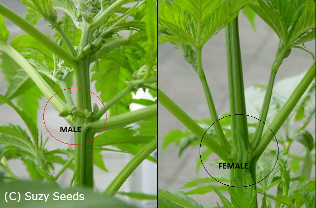 Plante male ou femelle de Cannabis 