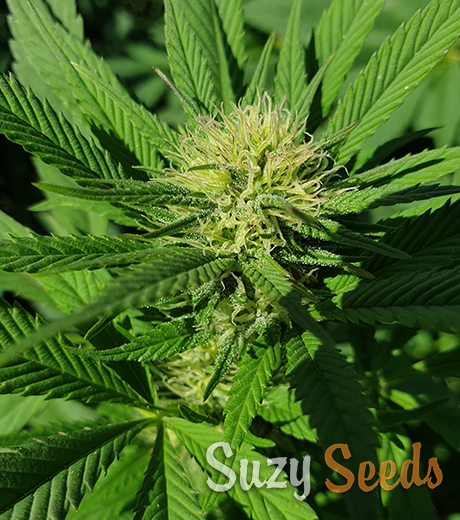 OG Kush Feminized Seeds