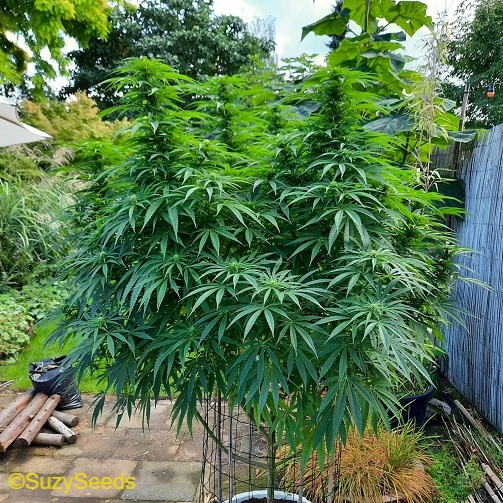 Cultiver du cannabis en extérieur 