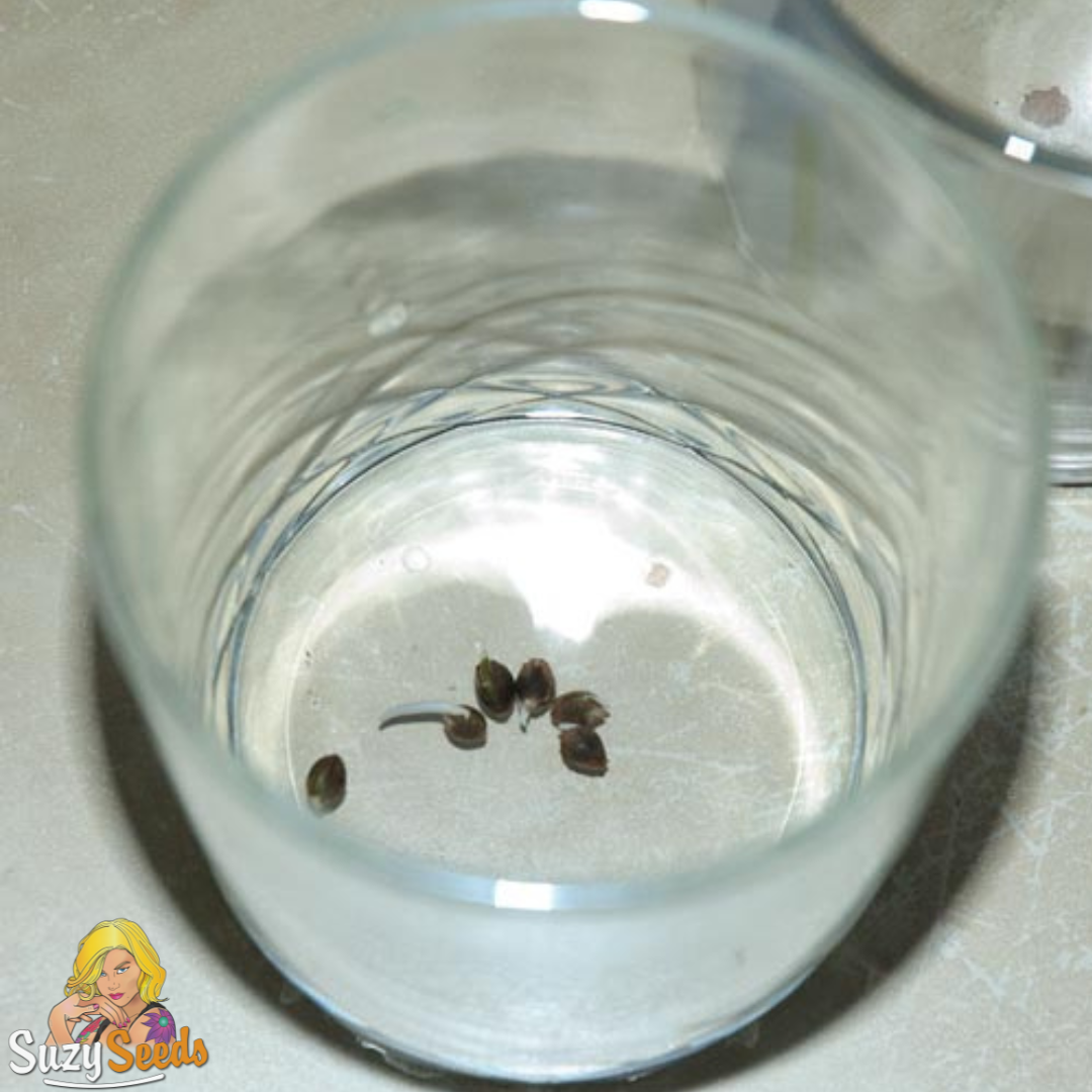 Feminized & Autoflowering Cannabis Seeds