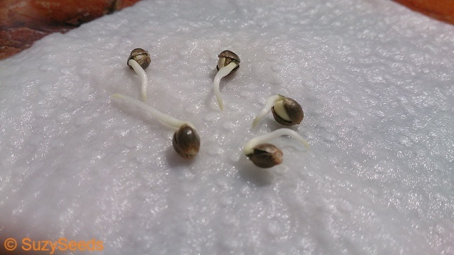 Feminized Cannabis Seeds 