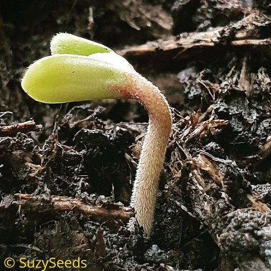 How to germinate cannabis seeds youtube