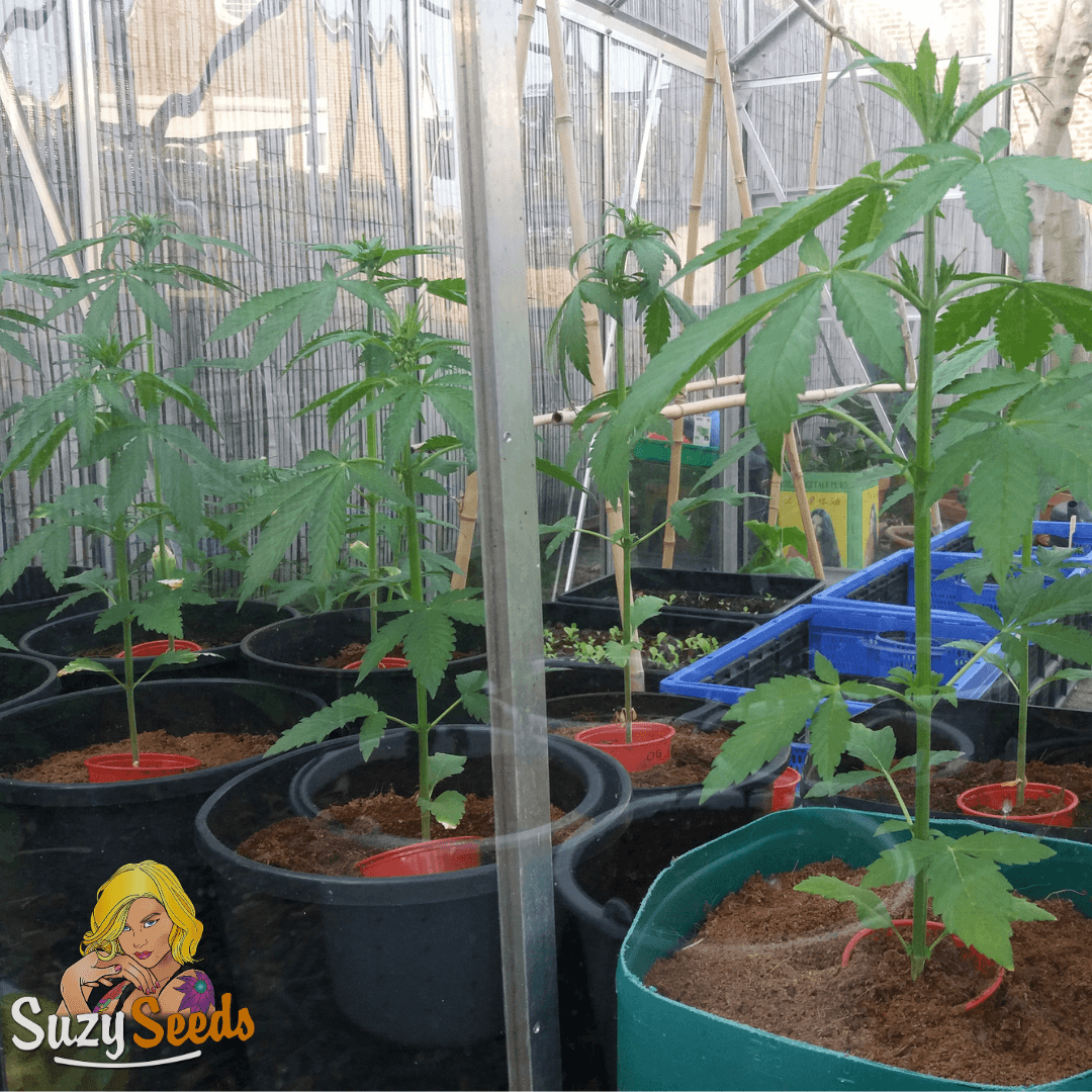 Suzy's Aficionado Collection 