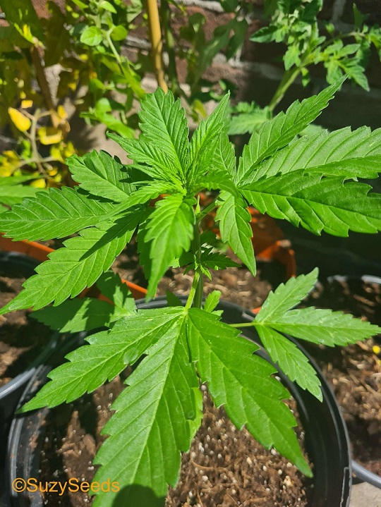 Wachstumsphase Cannabispflanze 