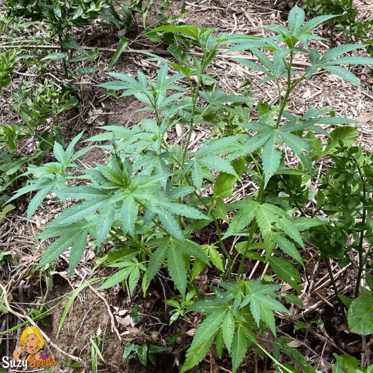 Lemon Juice OG Guerrilla grown