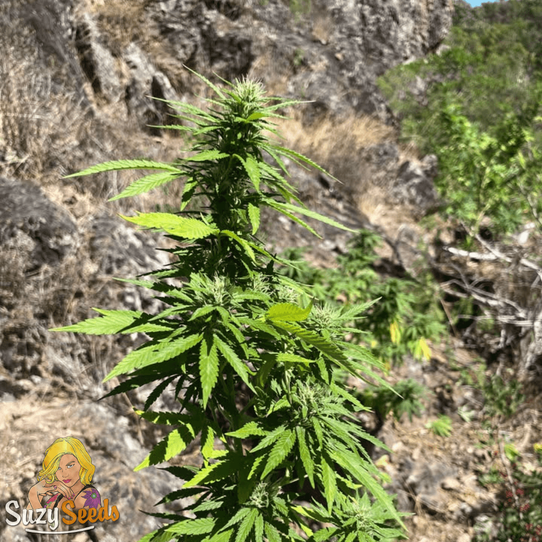 Suzy's Aficionado Collection 