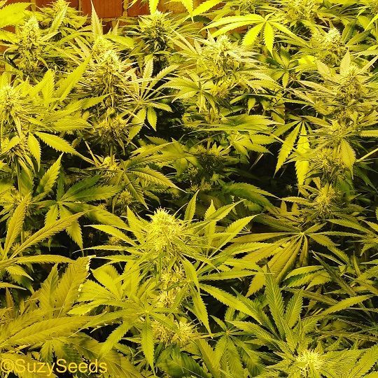 Cannabis seeds - Indoor cultivation - SuzySeeds