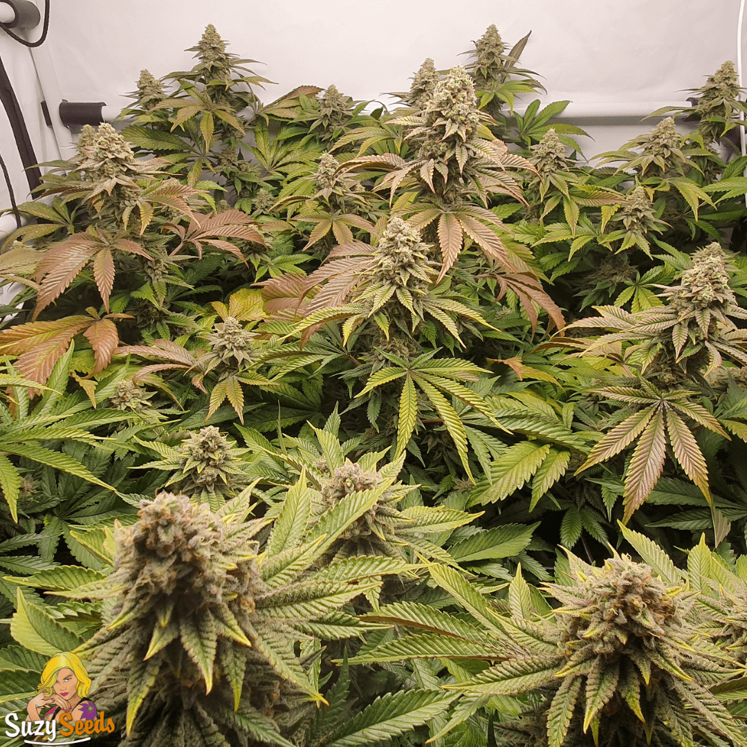 Suzy's Confidential feminized 