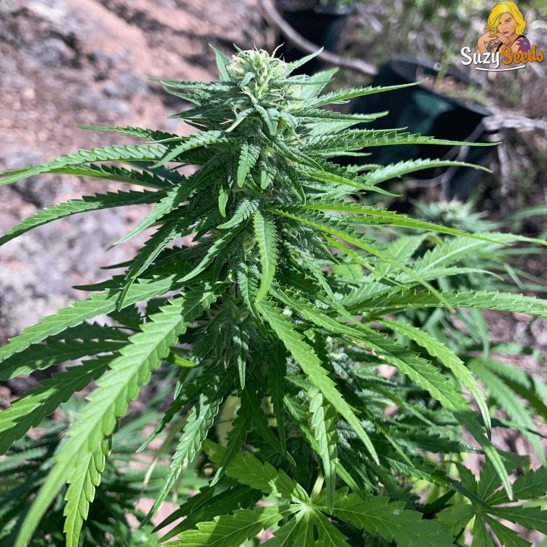 Suzy's Aficionado Collection 