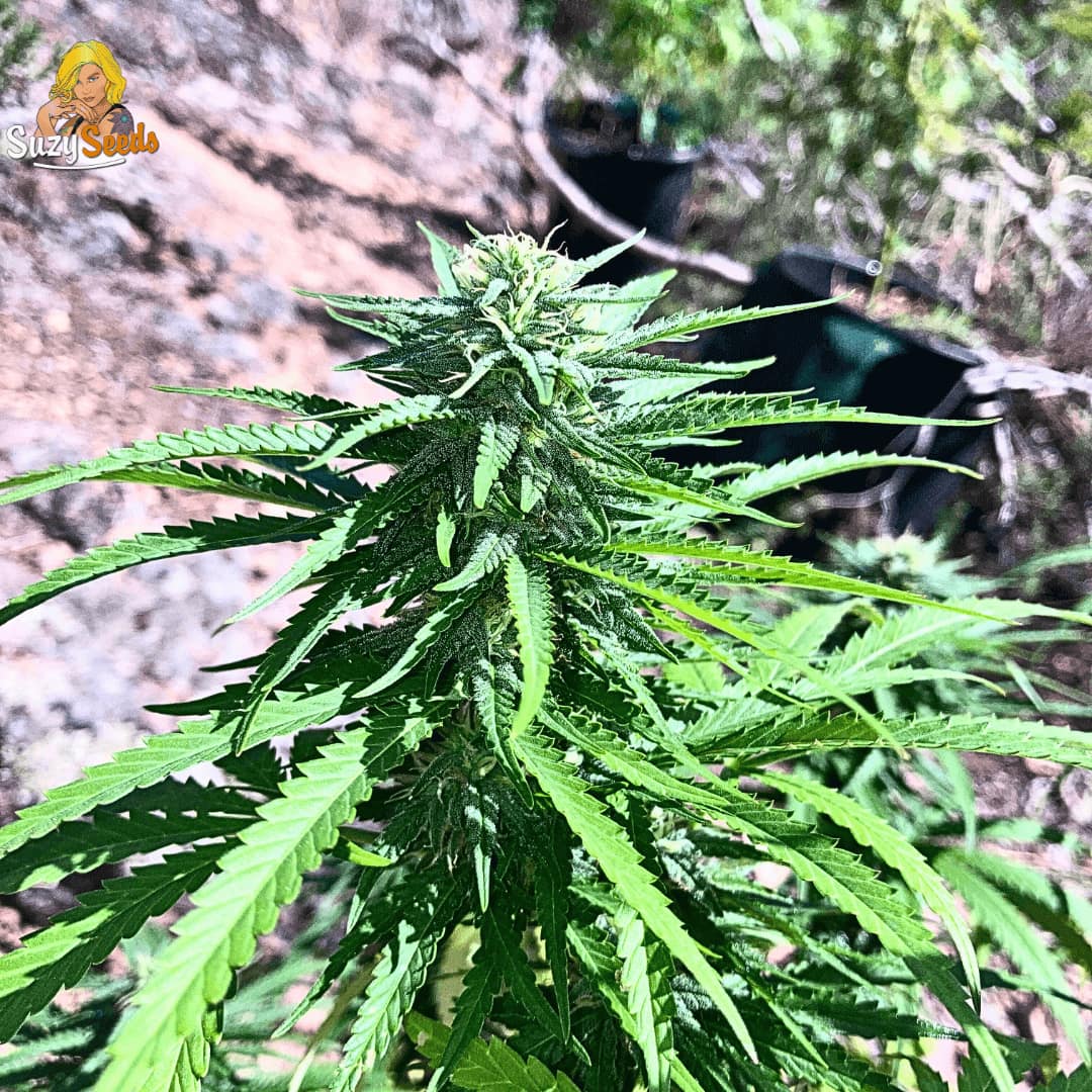 Lemon Juice OG Feminized