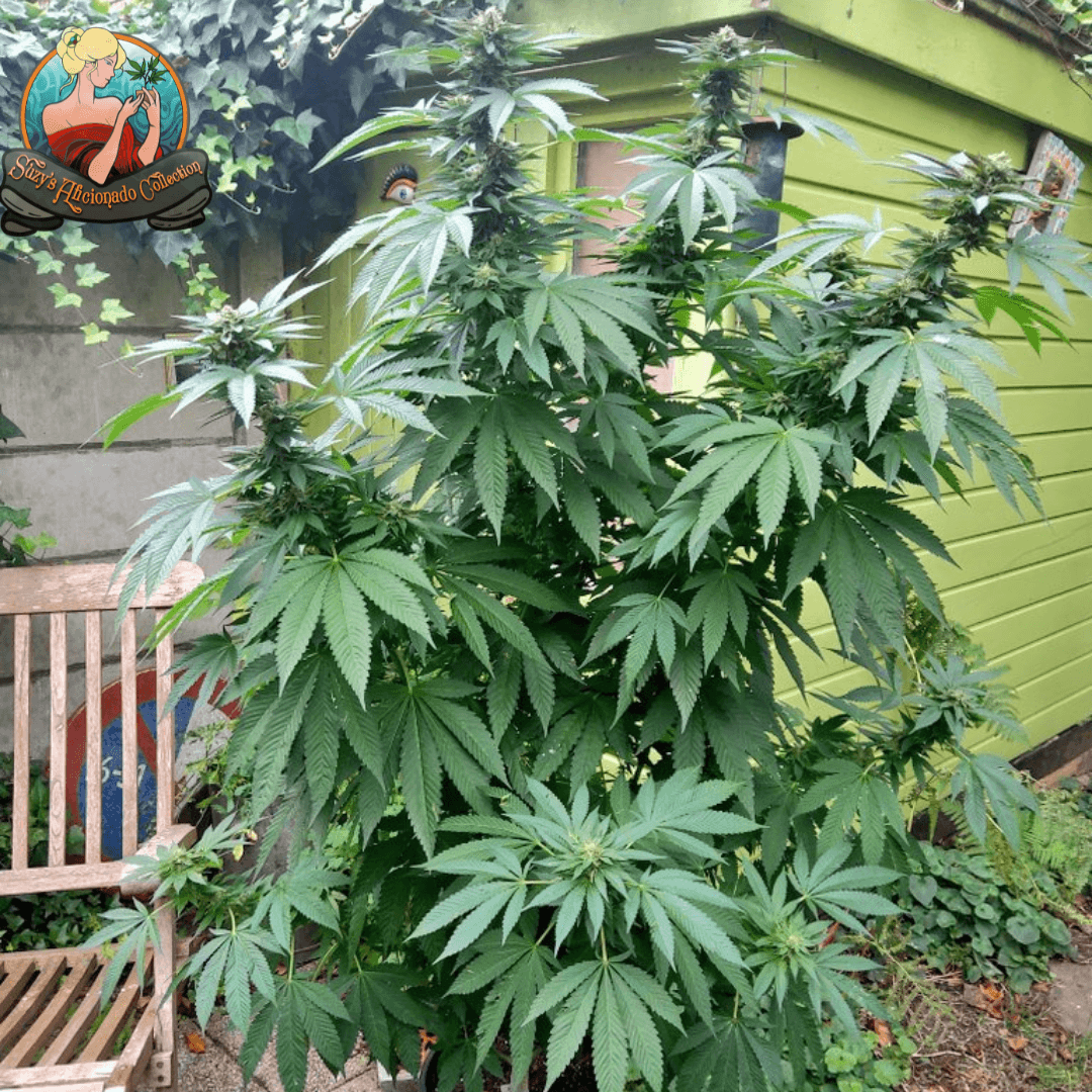 Lemon Juice OG Feminized Outdoor 2026 