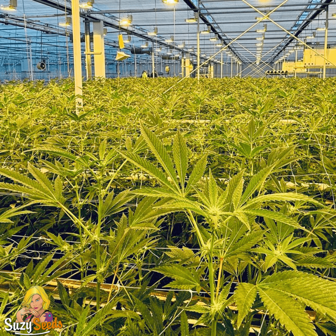 Licences Cannabis growers Holland 