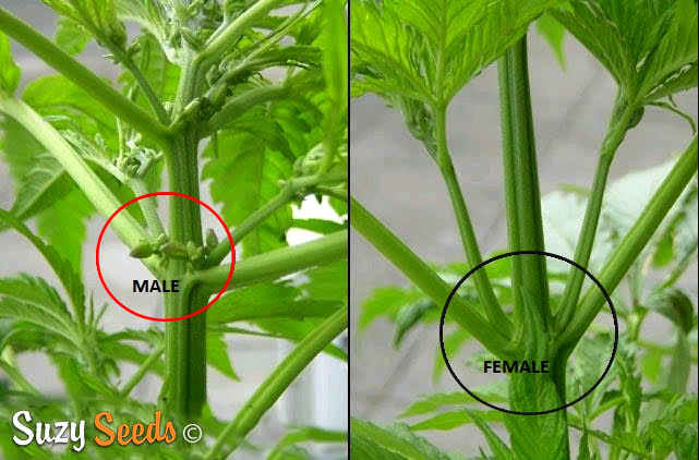 Weibliche oder Männliche Hanfpflanze