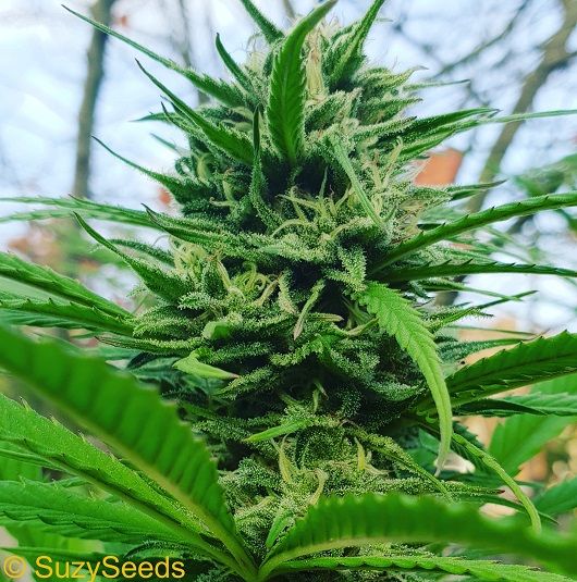 Cannabis plant flowering