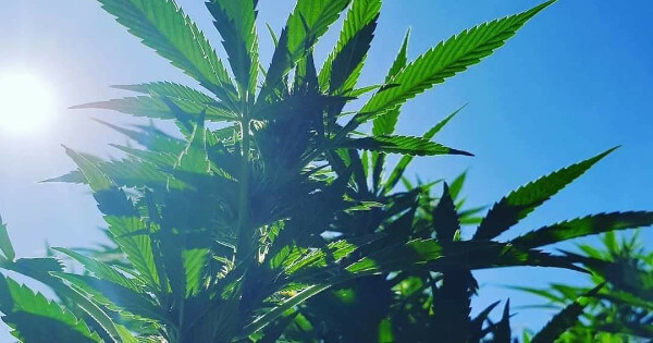 Lichtcyclus Cannabis Pflanze
