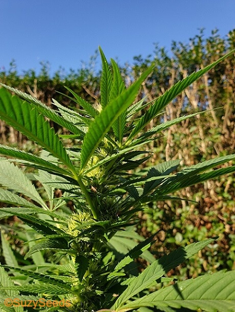 Blütephase Cannabis