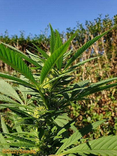 Outdoor Cannabis-Anbau 