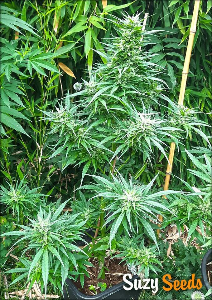 Guerilla Cannabis Growing 