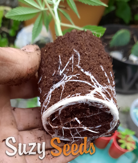 Growing cannabis in coco coir
