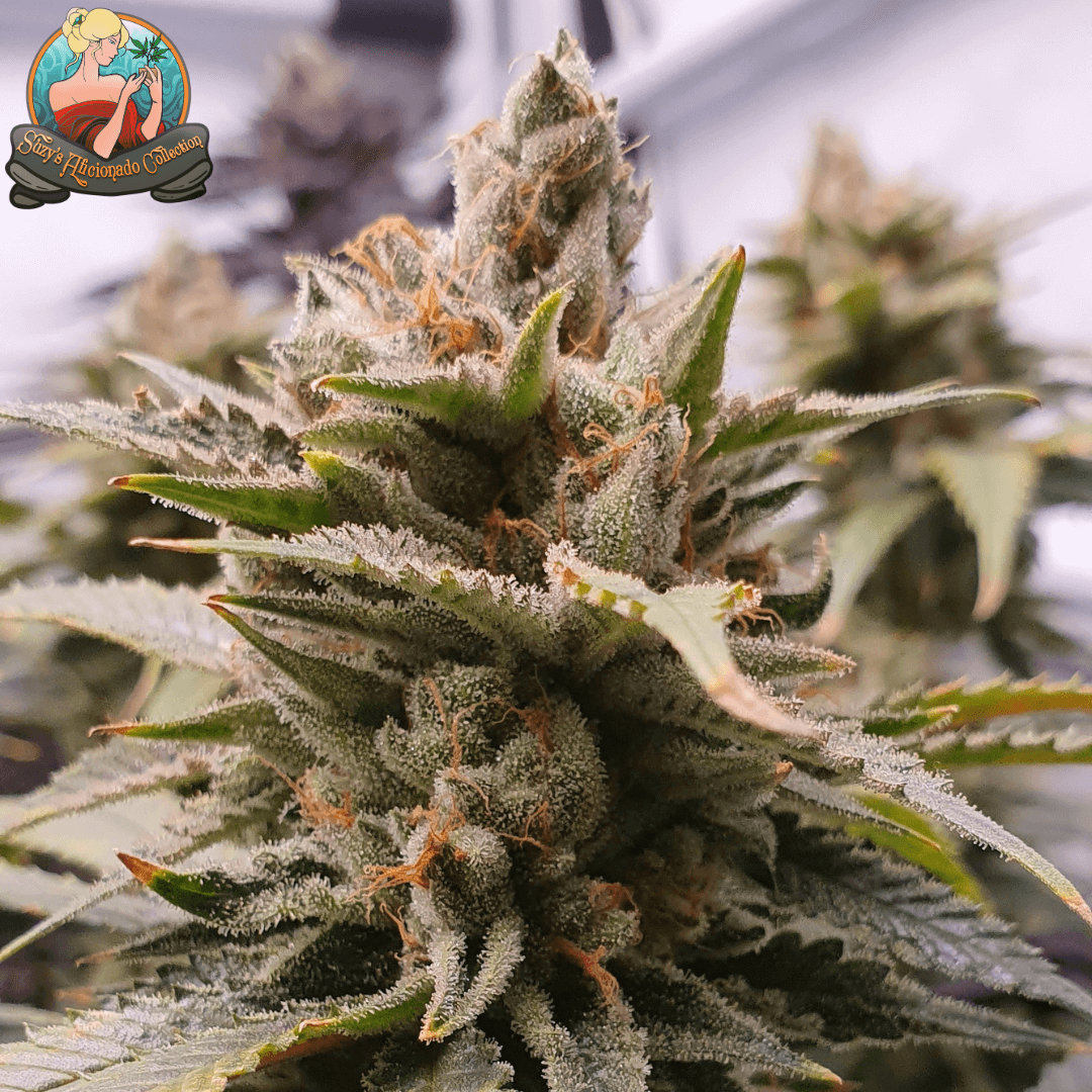 Suzy's Confidential Feminisierte Samen 