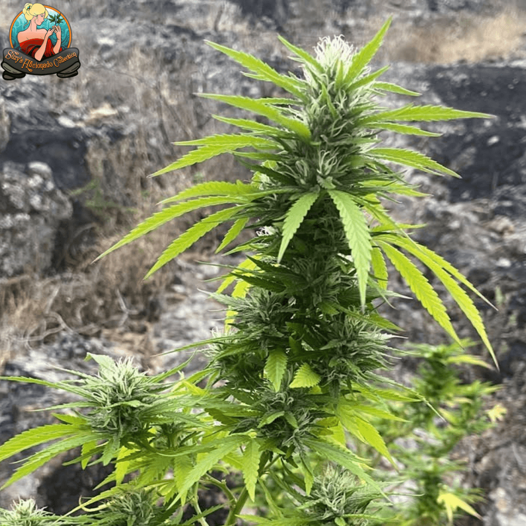 Suzy's Confidential Outdoors 