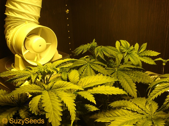 Cannabis binnen kweken - Cannabis zaden - Suzyseeds.com 