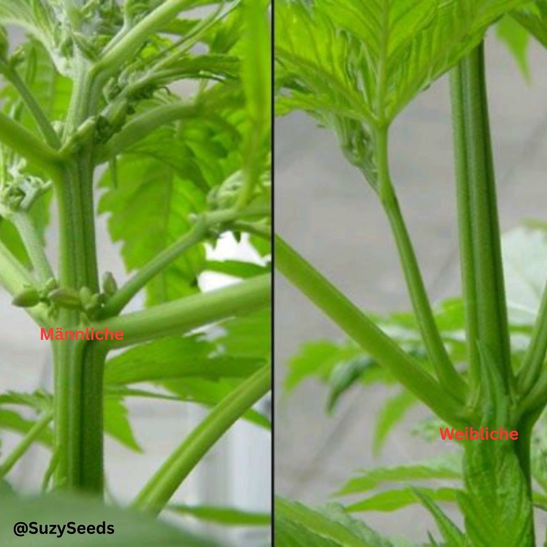 Weibliche & Männliche Cannabispfalnze früh erkennen