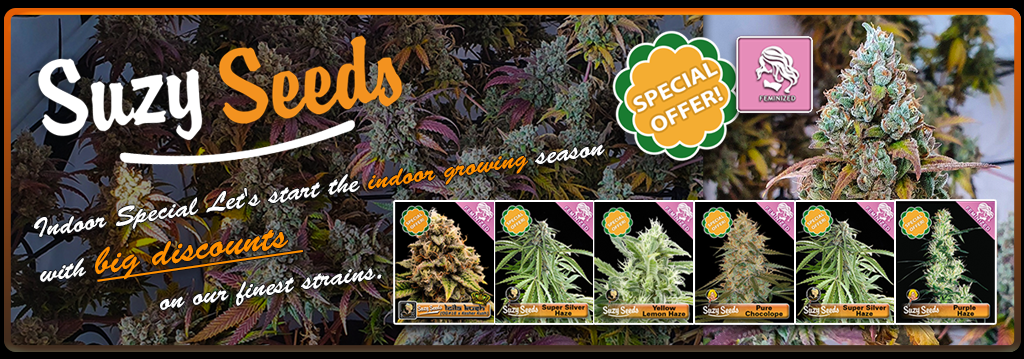 Suzy Seeds Special Offers banner