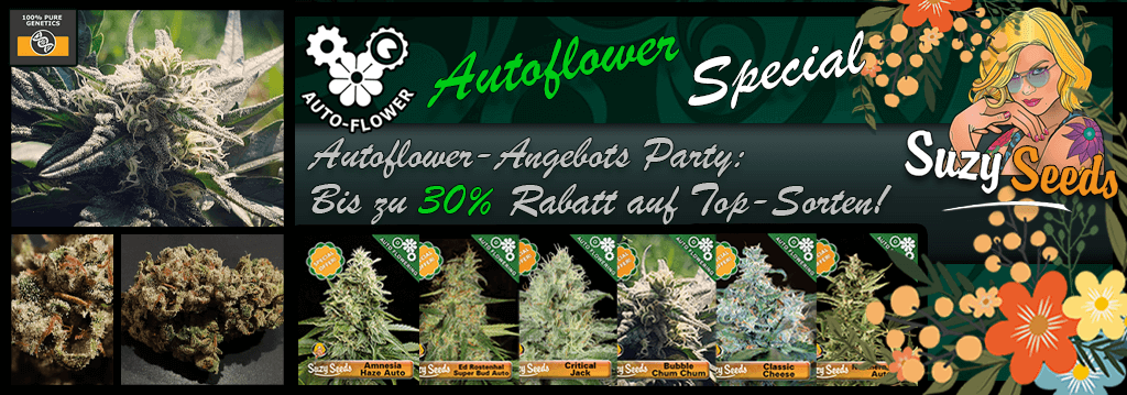 Suzy Seeds Autoflower Sonderangebote 