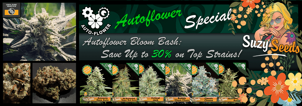Suzy Seeds Autoflower Bloom Bash