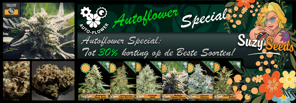 Suzy Seeds Autoflower Special 