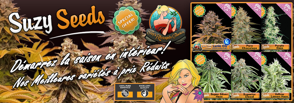 Suzy Seeds Promotions Graines Cannabis 