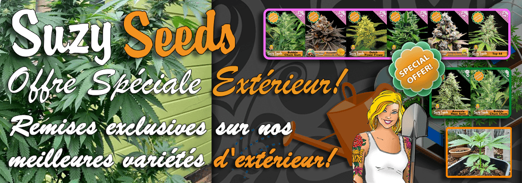 Suzy Seeds Promotions Graines Féminisées Suzy Seeds Promotions Graines Cannabis