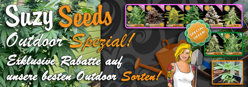 Suzy Seeds Indoor Cannabis Samen Sonderangebote 
