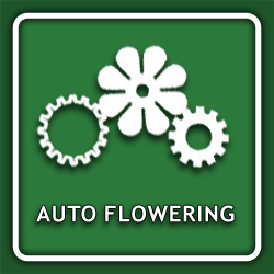 Autoflowering Cannabis Seeds icon
