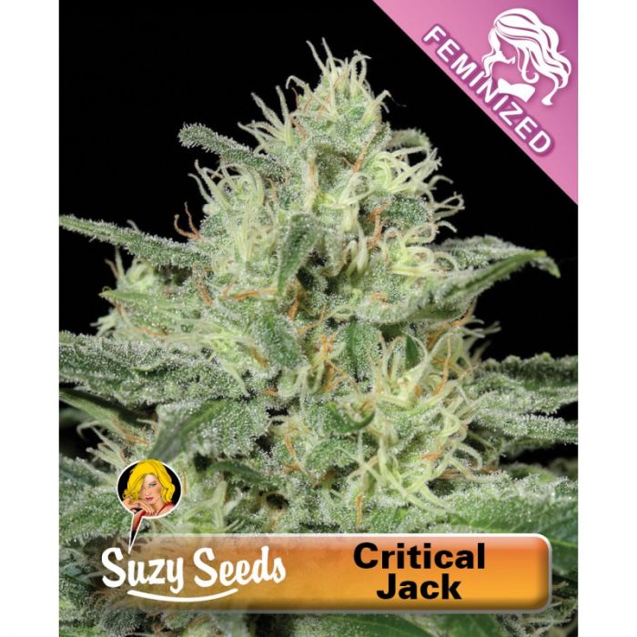 Critical jack seeds